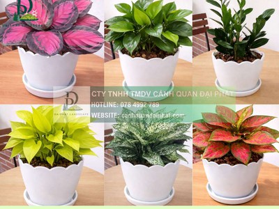 Thiết kế Thi công Chăm sóc cây xanh văn phòng tại Đồng Nai 3