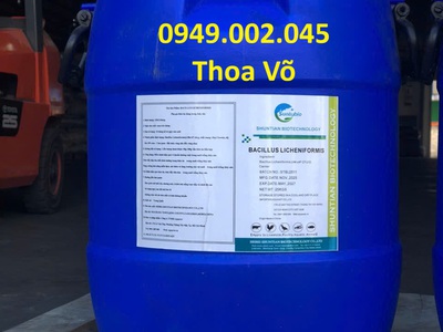 Bacillus Licheniformis : Vi Sinh Xử Lý Cặn Dầu Mỡ, Giảm Khí Độc Ao Nuôi 0