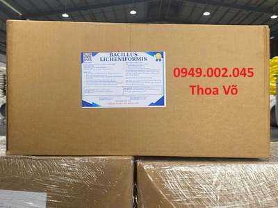 Bacillus Licheniformis : Vi Sinh Xử Lý Cặn Dầu Mỡ, Giảm Khí Độc Ao Nuôi 1