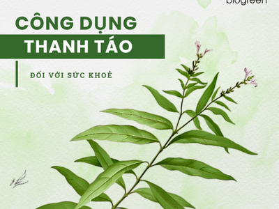 Khám phá công dụng của cây thanh táo 0