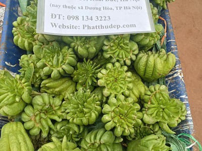 Nhà vườn cường thảo, cạnh cầu phùng đan phượng hà nội - 0981343223 0