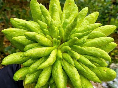 Nhà vườn cường thảo, cạnh cầu phùng đan phượng hà nội - 0981343223 1