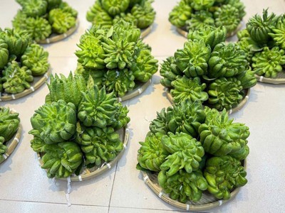 Nhà vườn cường thảo, cạnh cầu phùng đan phượng hà nội - 0981343223 3