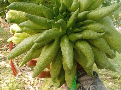 Nhà vườn cường thảo, cạnh cầu phùng đan phượng hà nội - 0981343223 4