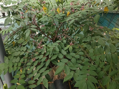 Bán gấp giá rẻ nguyễn văn linh 75m, 3 tầng, mặt tiền 6m, 7.8 tỷ long biên. 2