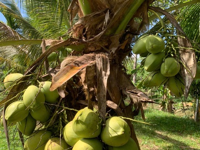 Chín chủ bán siêu phẩm đất đẹp - phù hợp cho mọi gia đình 4