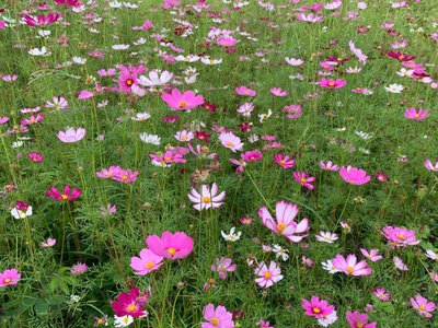 Chín chủ bán siêu phẩm đất đẹp - phù hợp cho mọi gia đình 3