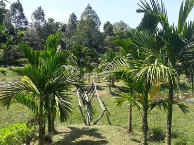 Chín chủ bán siêu phẩm đất đẹp - phù hợp cho mọi gia đình 2