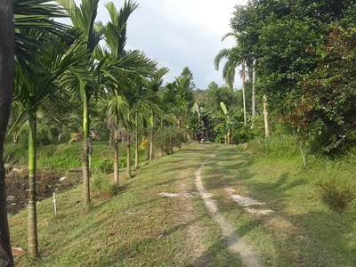 Chín chủ bán siêu phẩm đất đẹp - phù hợp cho mọi gia đình 1