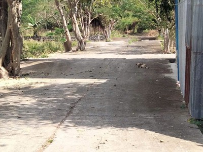 Bán lô đất đẹp phước hạ, phước đồng , 2 mặt tiền đường oto 6m. đường vào 6m và 9m 0