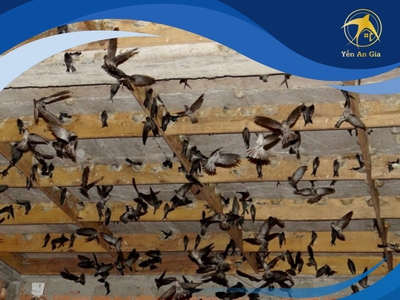 Yến thô và yến tinh chế khác nhau như thế nào 0