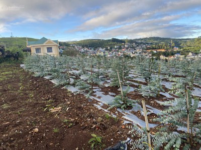 Cho thuê đất ở Đà Lạt Xuân Trường, miễn phí 1PN giá 2tr/lô/ sổ riêng 4