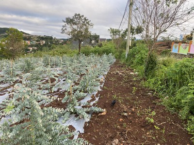 Cho thuê đất ở Đà Lạt Xuân Trường, miễn phí 1PN giá 2tr/lô/ sổ riêng 8