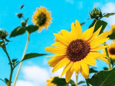 Chính chủ cần tiền bán gấp - cắt lỗ thực tế 300 triệu - lô đất view hồ hòa lạc 0