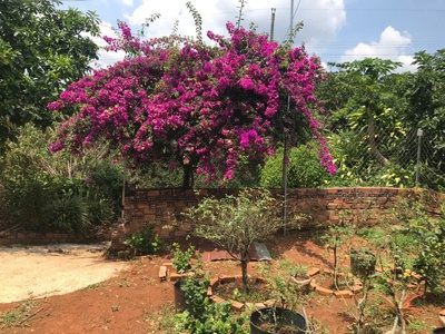 Chính chủ bán đất có nhà   đất full cà phê đang thu hoạch   lộc đức - bảo lâm 1