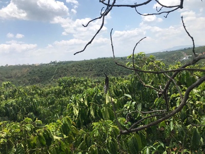 Chính chủ bán đất có nhà   đất full cà phê đang thu hoạch   lộc đức - bảo lâm 3