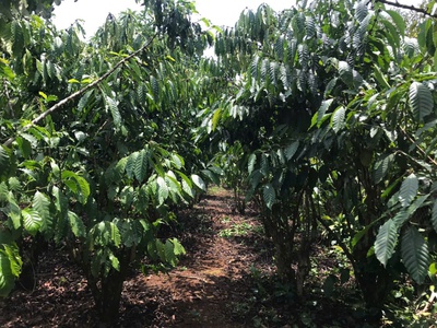 Chính chủ bán đất có nhà   đất full cà phê đang thu hoạch   lộc đức - bảo lâm 2