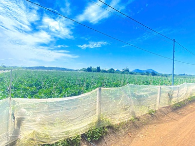 6 sào hẻm DH2 n thôn hạ, đức trọng cũ, lâm đồng 0