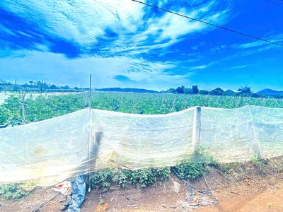 6 sào hẻm DH2 n thôn hạ, đức trọng cũ, lâm đồng 1