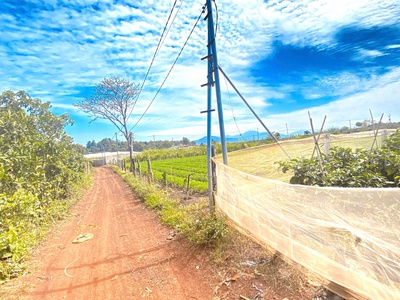 6 sào hẻm DH2 n thôn hạ, đức trọng cũ, lâm đồng 3