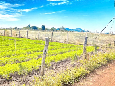 6 sào hẻm DH2 n thôn hạ, đức trọng cũ, lâm đồng 4