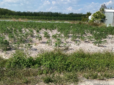 Bán gấp 1 cặp đất thổ cư xây trọ 514m2 giá 650tr. 1