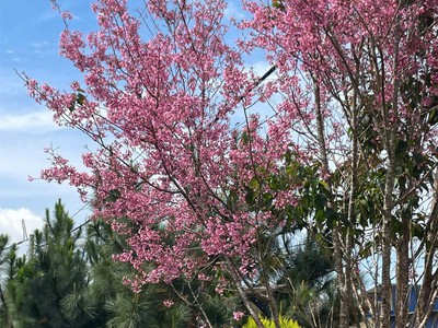 Đất đẹp giá tốt chính chủ cần bán phường xuân trường, tp đà lạt , lâm đồng 2