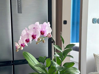 Cho thuê căn hộ 3PN Full đồ Vinhomes Ocean Park Gia Lâm, diện tích to, nhà sạch sẽ. 11