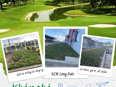 Cỏ Lá Gừng, Cỏ Sân Vườn Đẹp, Giá Rẻ HCM ĐỒNG NAI 0