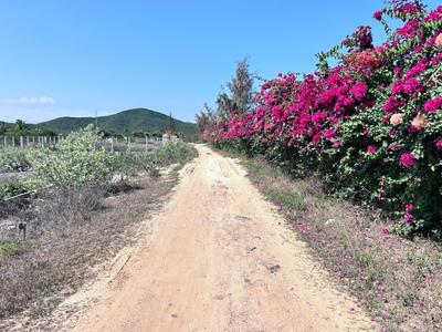 Bán đất biển Dốc Lết - Đông Cát - Ninh Hải Ninh Hòa 142m2 giá tổng 4.5ty 0