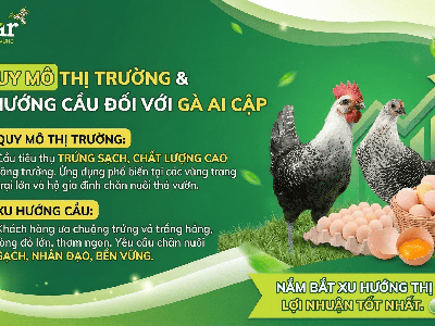 Đánh Giá Chi Tiết Bài Toán Kinh Tế Và Tiềm Năng Đầu Tư gà Ai Cập 0