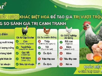 Đánh Giá Chi Tiết Bài Toán Kinh Tế Và Tiềm Năng Đầu Tư gà Ai Cập 2
