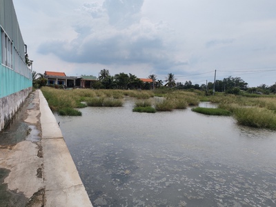 Bán gấp lô lúa xã nhựt ninh giá 550 triệu 2