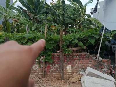 Bán lô đất mặt ngõ thông Cái Tắt , An Đồng , An Dương 1