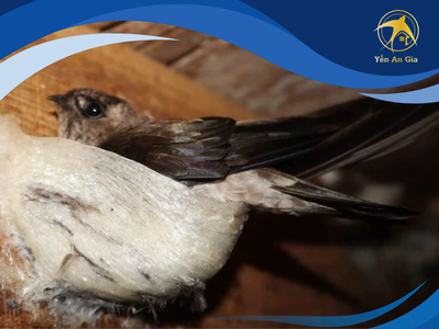 Yến sào có gì đặc biệt  Một vài thông tin mình tìm hiểu được 0