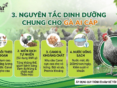 Hướng Dẫn Kỹ Thuật Nuôi gà Ai Cập Hiệu Quả Cho Người Mới Khởi Nghiệp 1