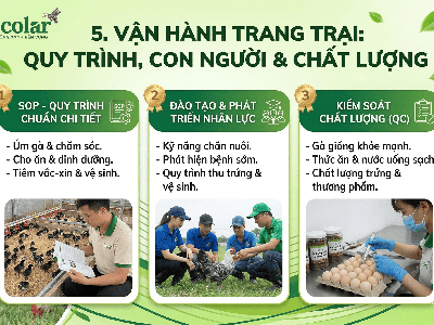 Hướng Dẫn Kỹ Thuật Nuôi gà Ai Cập Hiệu Quả Cho Người Mới Khởi Nghiệp 2