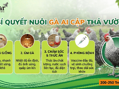 Hướng Dẫn Kỹ Thuật Nuôi gà Ai Cập Hiệu Quả Cho Người Mới Khởi Nghiệp 3