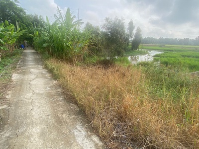 Cần bán 1300m2 đất lúa đường kênh cửa đông 3, phường 2, thị xã Kiến Tường, Tỉnh Long An 2