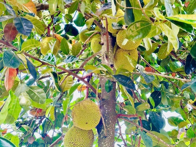 Đất Bảo Lộc Hòa Nam 5