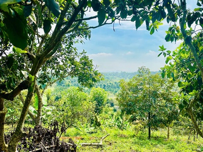 Đất Bảo Lộc Hòa Nam 0