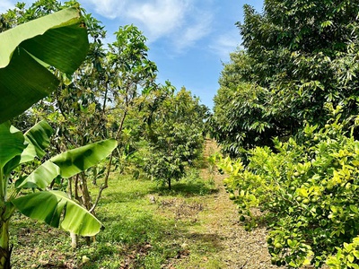 Đất Bảo Lộc Hòa Nam 1