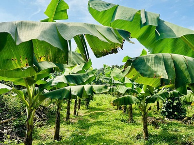 Đất Bảo Lộc Hòa Nam 3