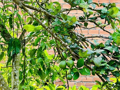 Đất Bảo Lộc Hòa Nam 4