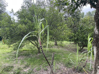 Cần bán gấp 2.496m2 đất hxt nguyễn thị sáu thới tam thôn hóc môn- chỉ 50 tỷ 2