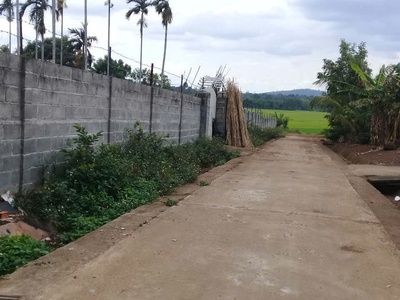 Bán đất nhà vườn ea kao - hơn 4500m2 - có thổ cư - hồ cá - view cánh đồng - làm nhà vườn cực đẹp 0