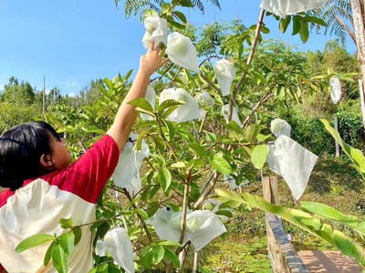 Chiết khấu MẠNH đất nghỉ dưỡng view hồ   LÀNG OMM Bảo Lộc 3