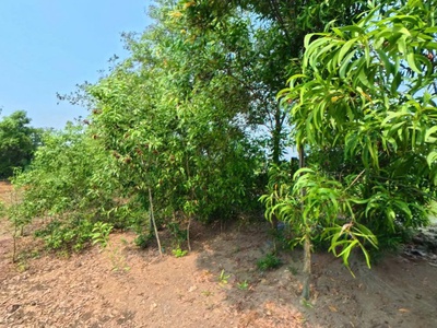 Đất view sông - sát bên cầu bình khánh  . 3