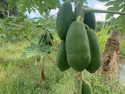 Đất lúa ấp 6 bình đức bến lức - dt : 2000m2   1 tỷ 6 hết diện tích 1