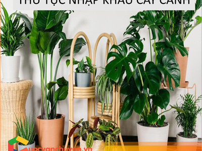Thủ tục nhập khẩu cây cảnh  không có bầu đất 0